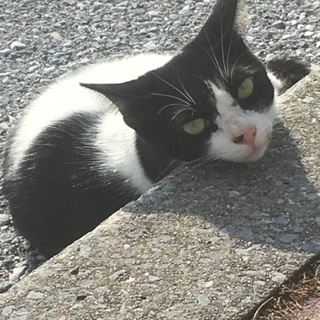 ハチワレオス猫 人なつこい