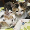 よろしくお願いします