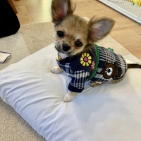 グラ