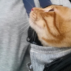 子猫がやってきた　１１