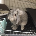 うさぎ（2歳）の里親募集してます