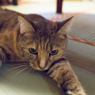 のんびりぽっちゃり麦わら猫のスモモちゃん