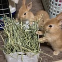 可愛いミニウサギの赤ちゃんです。
