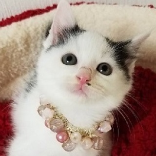 12/2、譲渡会参加むちむちちゃん