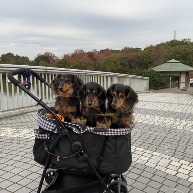 Rayna009のカバー写真