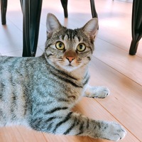 すー