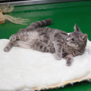 譲渡対象猫紹介