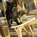 甘えん坊の黒猫さん