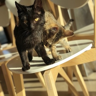 甘えん坊の黒猫さん