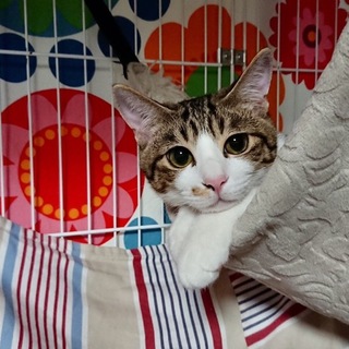 僕本当に良い子です(=^ェ^=)