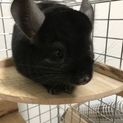 チンチラ♀ エボニー 10ヶ月