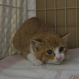 キュートな茶白ボーイ