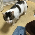 とっても大人しいスズちゃん