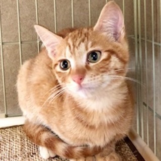 ちょっとビビリのわんぱく茶トラの　ゆば君