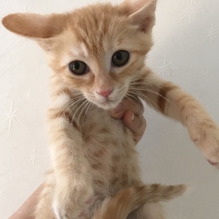 茶トラの男の子