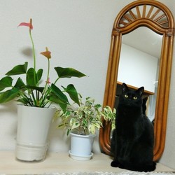 ワクチン接種の案内状