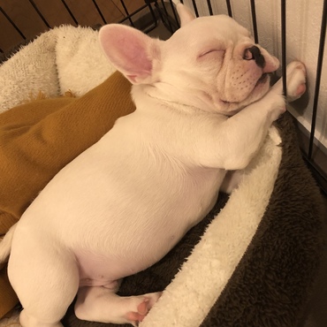 すやすや☆我が家にきての初ねんね