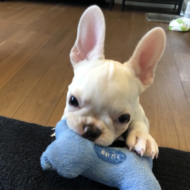 お気に入りのおもちゃ♡