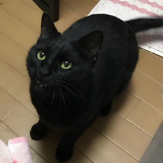 甘えん坊のオス猫