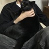甘えん坊のオス猫 サムネイル3