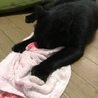 甘えん坊のオス猫 サムネイル2