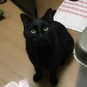 甘えん坊のオス猫 サムネイル4