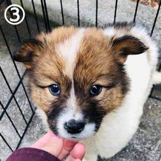 モフモフでとても可愛い子犬です❣️