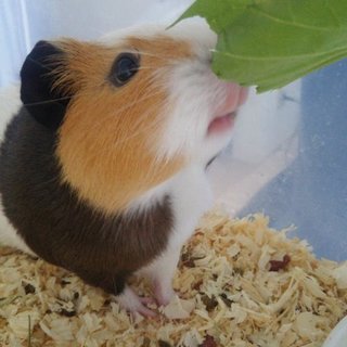 モルモット メス 1歳