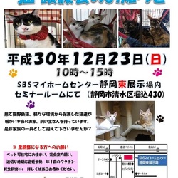 静岡市清水区にて猫の譲渡会開催です