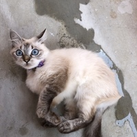ゆず