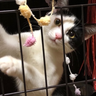 白黒の男の子です^_^