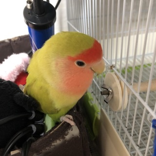 コザクラインコ  2歳