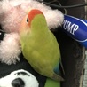 コザクラインコ  2歳 サムネイル2