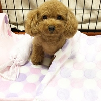 モコ