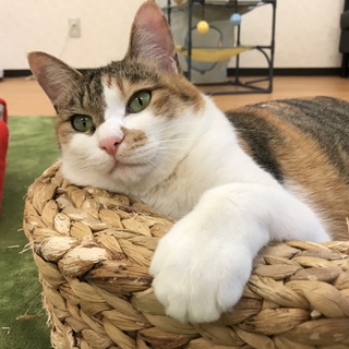 ムクムクまんまる三毛のペコちゃん♪