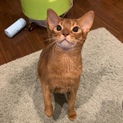アビシニアン男の子