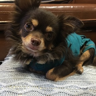 しっぽふりふりシャンシャン