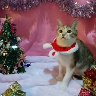 仲良し兄妹セーラー♀&忍♂(=^ェ^=)
