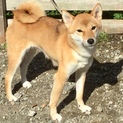 ２才になる柴犬の女の子です！