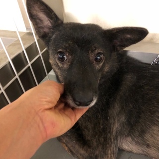 子育て上手な野犬くろまま→トライアル中　