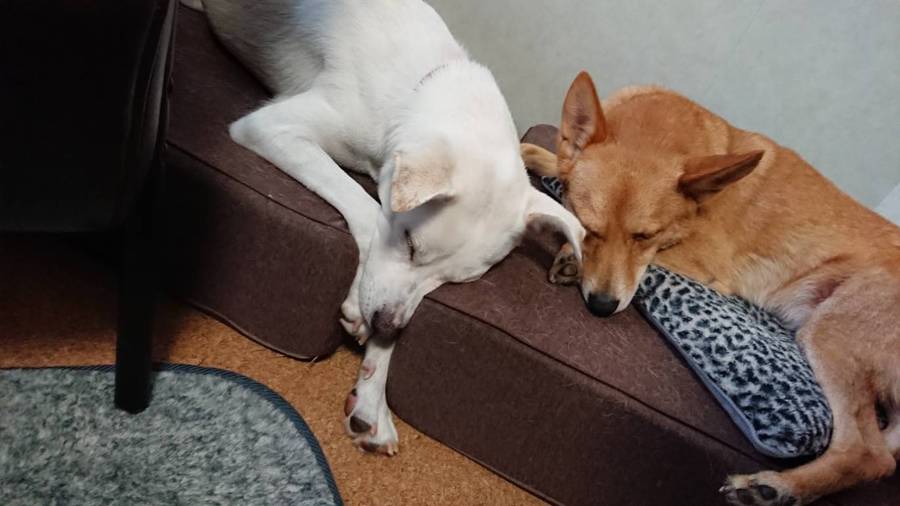 性格花丸 犬猫とも仲良し 埼玉県 犬の里親募集 ペットのおうち 月間利用者150万人