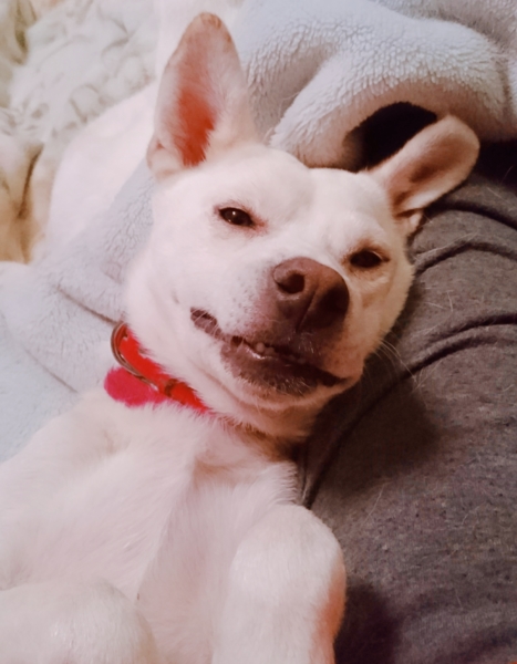 性格花丸 犬猫とも仲良し 埼玉県 犬の里親募集 ペットのおうち 月間利用者150万人