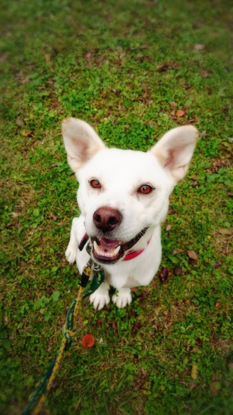 性格花丸 犬猫とも仲良し 埼玉県 犬の里親募集 ペットのおうち 月間利用者150万人