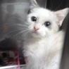 シャム系雑種オス　2か月 サムネイル2