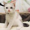 シャム系雑種オス　2か月 サムネイル3