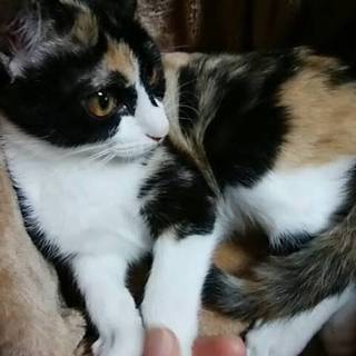 仲良し美人ミケ姉妹です(=^ェ^=)♡