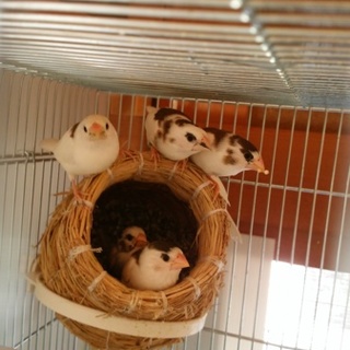 十姉妹の幼鳥、里親募集