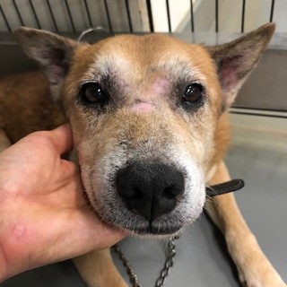 のほほん、お昼寝大好き、のんびりなシニアあつお君