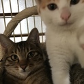 子猫3カ月ミケとキジ
