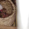 文鳥の雛5匹 里親募集！
